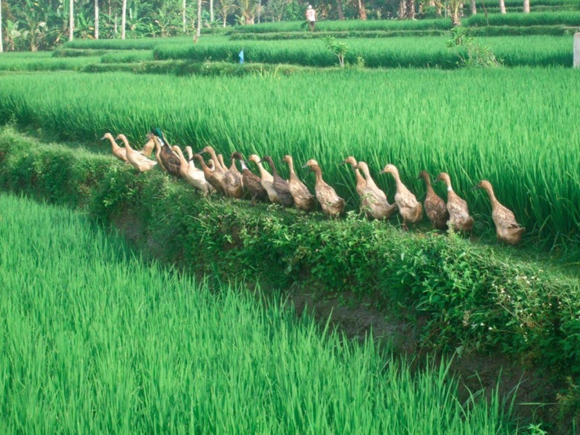 Hotel Puri Lotus Ubud Esterno foto